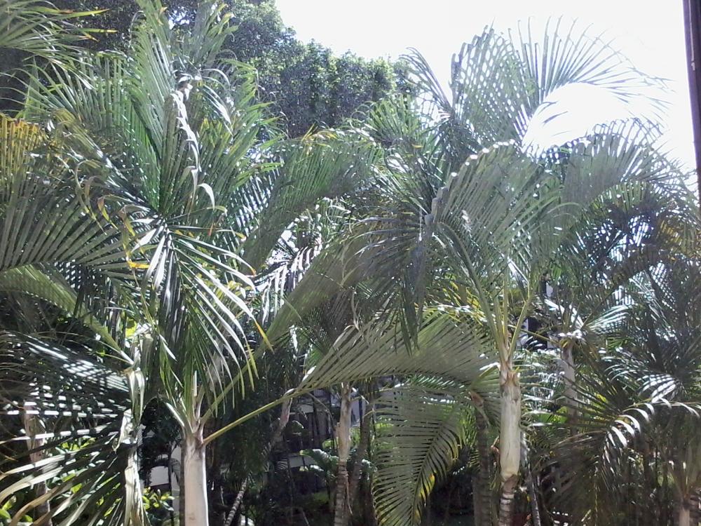 palm trees office.jpg